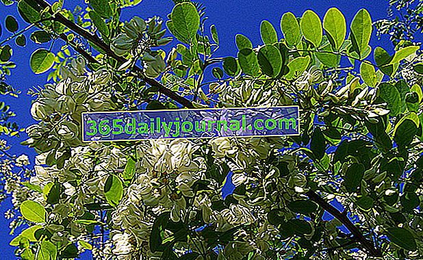 Acacia (Robinia pseudoacacia) en el jardín