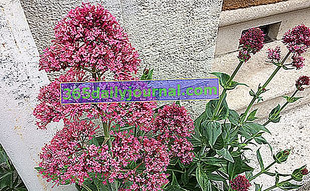 Crvena valerijana (Centranthus ruber) ili vrtna valerijana 