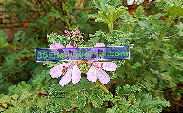Mirisna pelargonija (Pelargonium graveolens), vrlo jakog mirisa