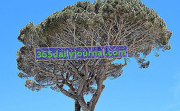 Pino piñonero (Pinus pinea) - Árbol de jardín - Cultivo, mantenimiento