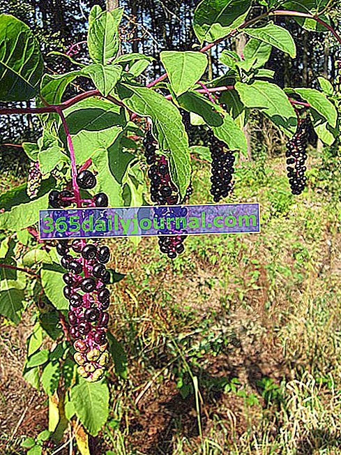 Američko grožđe (Phytolacca americana) invazivno i vrlo otrovno