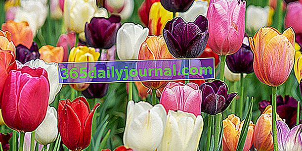 Tulipán (Tulipa spp.), Symbolická květina jara