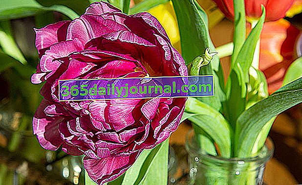 dvostruki cvjetni tulipan