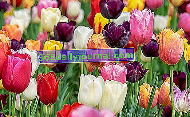 tulipani u raznim oblicima i bojama