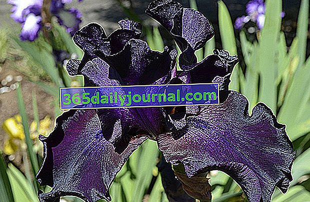 Iris negro