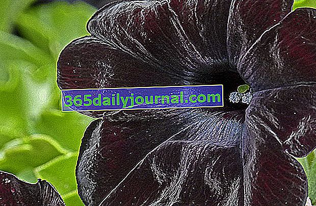 Petunia negro satinado - Petunia negra