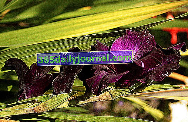 Velikocvjetni dladiolus (Gladiolus) crni