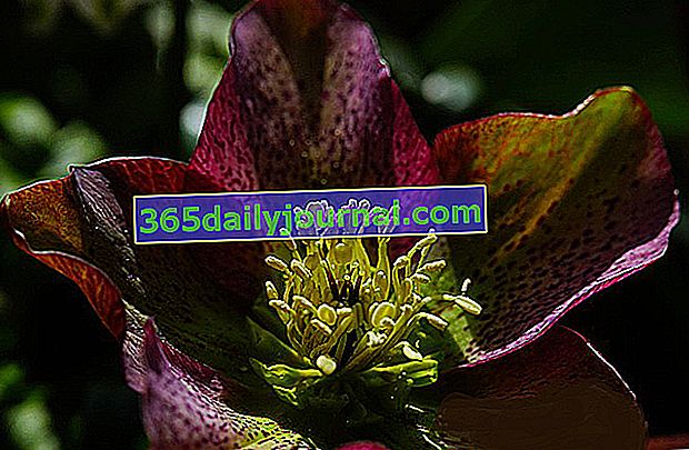 Морозник (Helleborus) или черна коледна роза