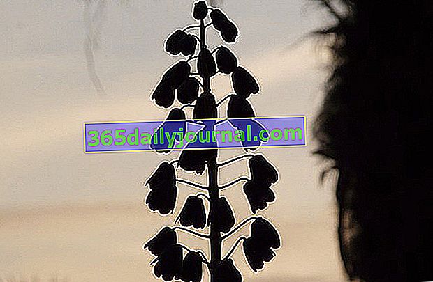 Crna fritillaria (Fritillaria)