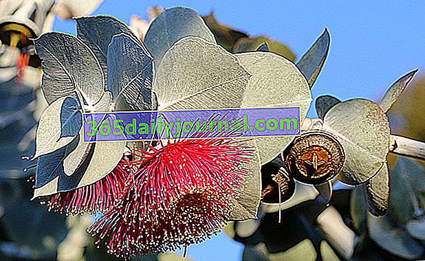 crveni cvjetni eukaliptus