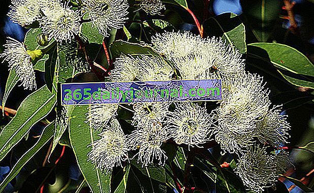 Eucalipto (Eucalyptus) en el jardín