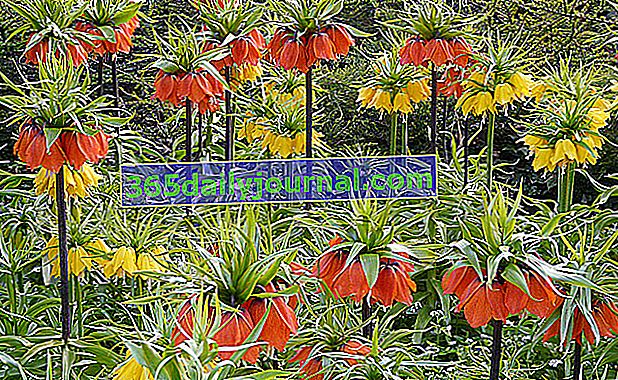 Имперски Fritillary (Fritillaria imperialis), градинско цвете