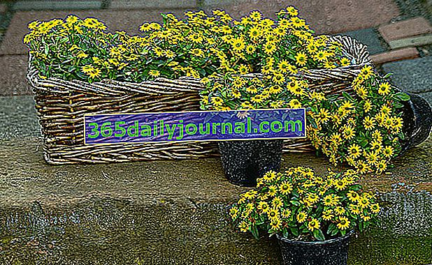 Sanvitalie (Sanvitalia procumbens), reductor con flores amarillas