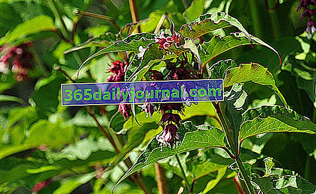 Bażant (Leycesteria formosa) lub wiciokrzew himalajski