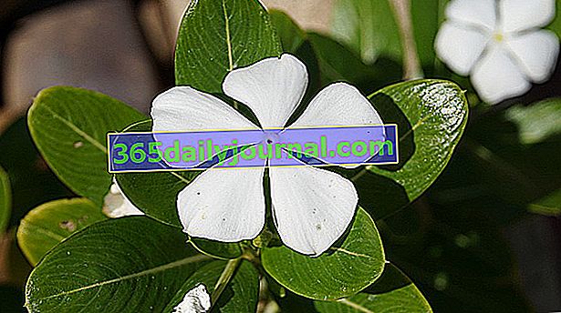 Madagaskarski zimus (Catharanthus roseus) bijeli
