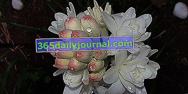 Tuberoza (Polianthes tuberosa), dišeča jesenska čebulica