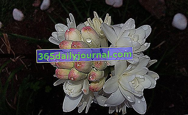 Nardo (Polianthes tuberosa), aromático bulboso de otoño