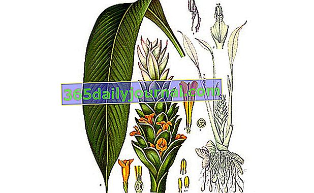 Растението куркума (Curcuma longa)