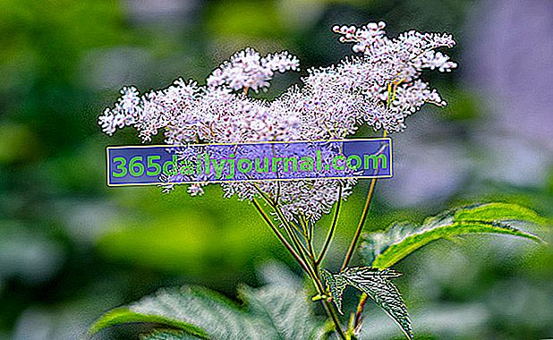 flores de reina de los prados (Filipendula ulmaria)