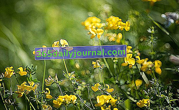 Pískavice řecké seno (Trigonella foenum graecum): nepopiratelná zdravá rostlina