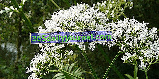 Valeriana officinalis (Valeriana officinalis), antiestrés contra el insomnio