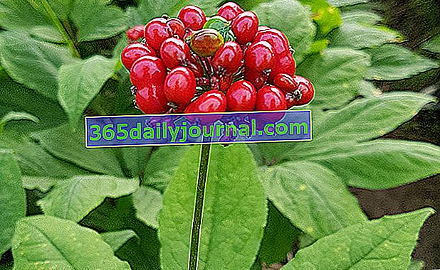 Ginseng: korist, koristi za zdravje in koristi, rastlina rdečega jagodičja