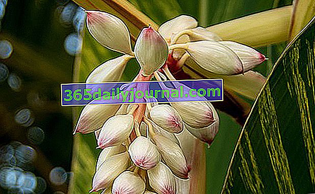 pequeña galanga (Alpinia officinarum)