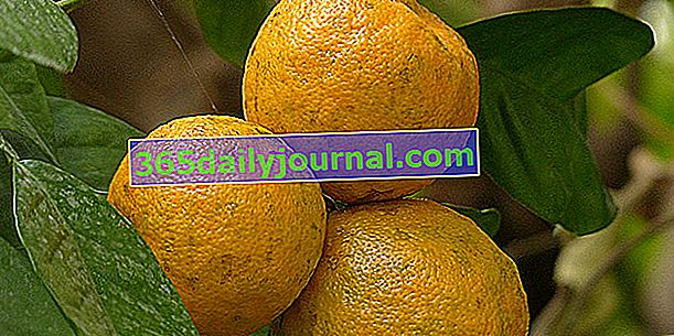 Kisela naranča: za vrline gorke naranče