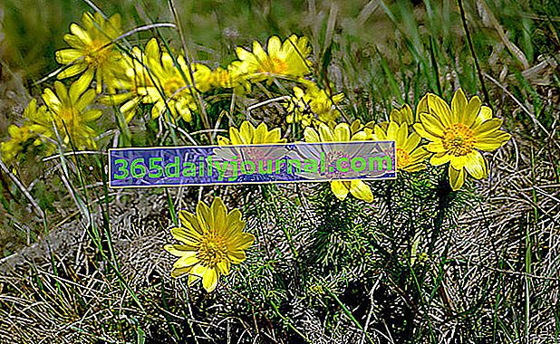 Spring Adonis o Spring Adonis (Adonis vernalis)