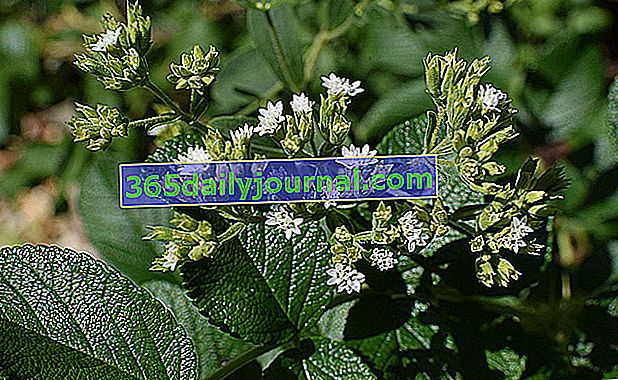 Stevia (Stevia rebaudiana) cáñamo de agua o hierba de azúcar 