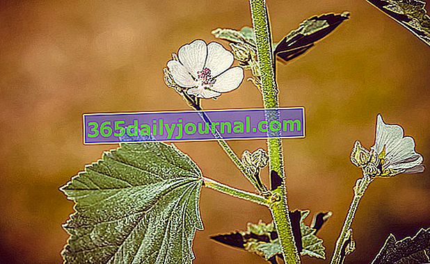 beli slez (Althaea officinalis)