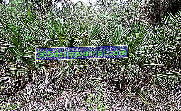 Флоридска палма (Serenoa repens)