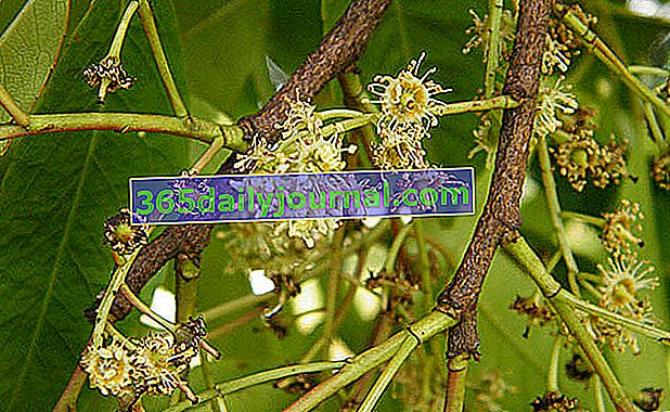 Africká švestka (Pygeum africanum syn. Prunus africana)