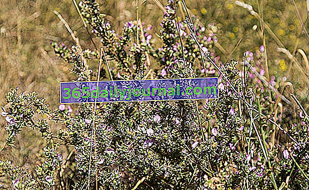 бугран (Ononis spinosa) срещу пикочни нарушения