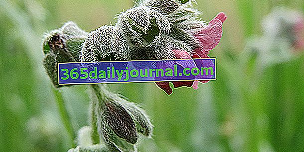 Cynoglossus officinalis: yanıklara karşı