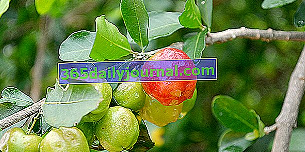 Acerola, un concentrado de vitamina C