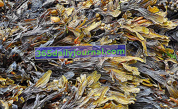 Morszczyn: tłumi apetyt brunatnych alg