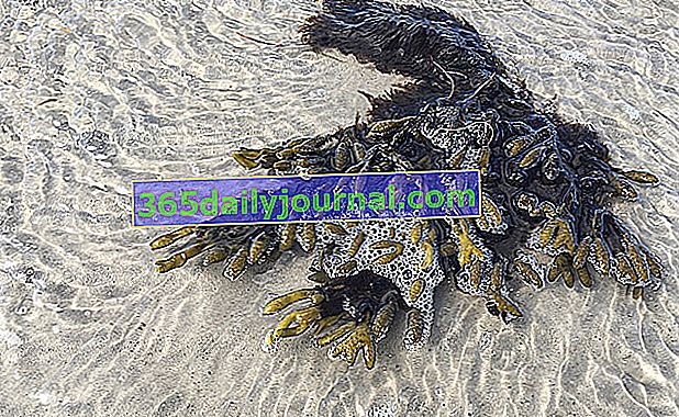 морские водоросли, собранные морем