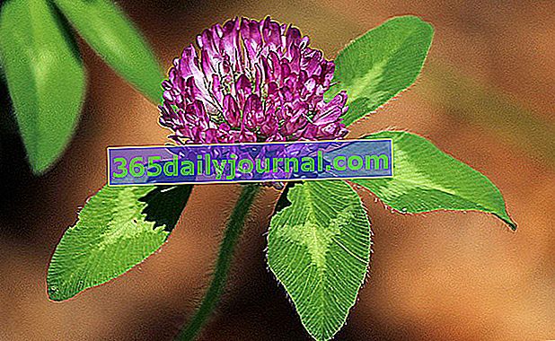 червена детелина (Trifolium pratense) за менопауза