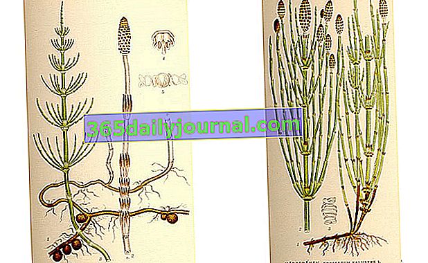 přeslička (Equisetum arvense) a přeslička (Equisetum palustre)
