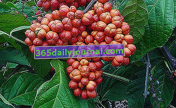 Guaraná o warana, Paullinia cupana: la planta más rica en cafeína