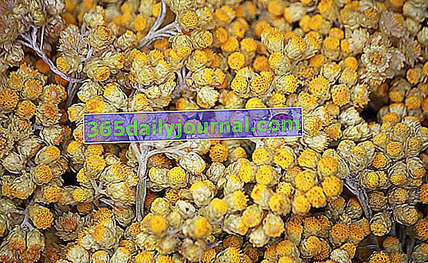 Helichrysum italiano: para absorber hematomas