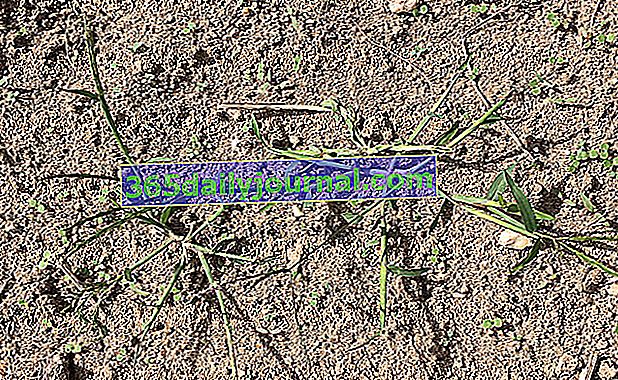 quackgrass (Agropyron repens syn. Elymus repens)