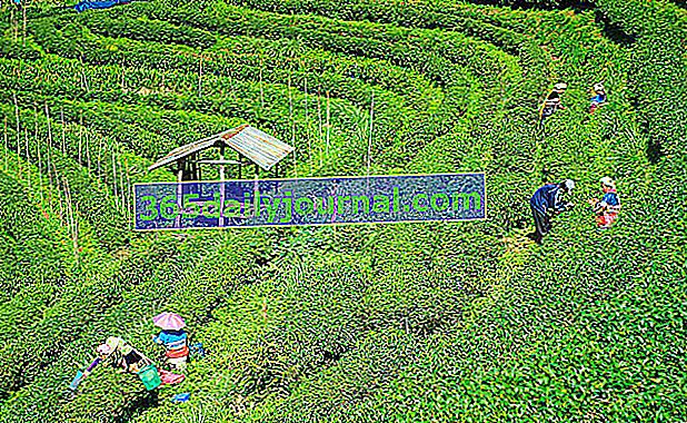 plantaža čaja