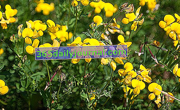 Trefoil trefoil (Lotus corniculatus): sedante utilizado en abono verde