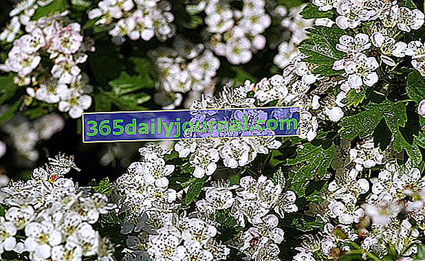 ctnosti květů hlohu (Crataegus spp.)