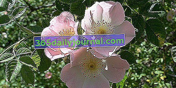 Шипка (Rosa canina), за витамин С от шипки