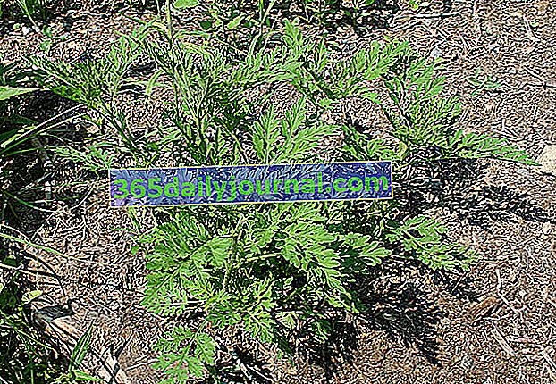 Ambrosía altamente alergénica (Ambrosia artemisiifolia L.)