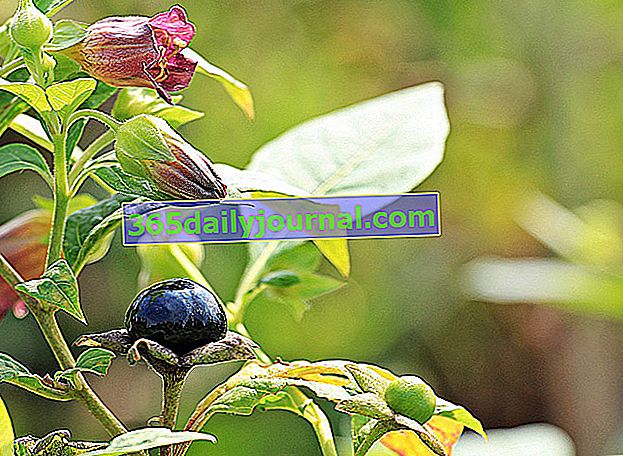 Belladonna (Atropa belladonna) es veneno