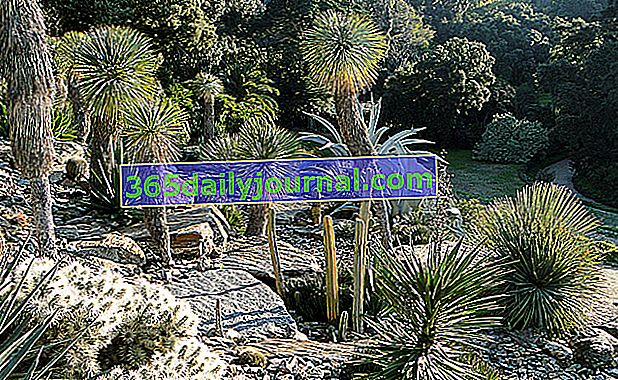 Vyprahnutá americká záhrada © Domaine du Rayol
